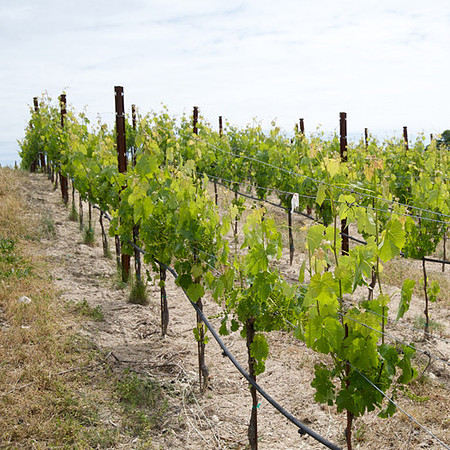 Hall Wines