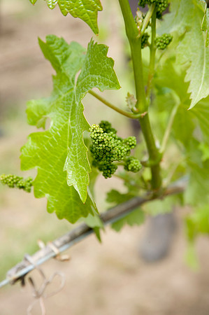 Dominus Estates, Napa