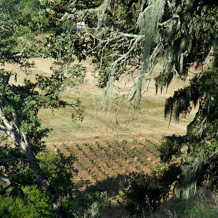 Napa