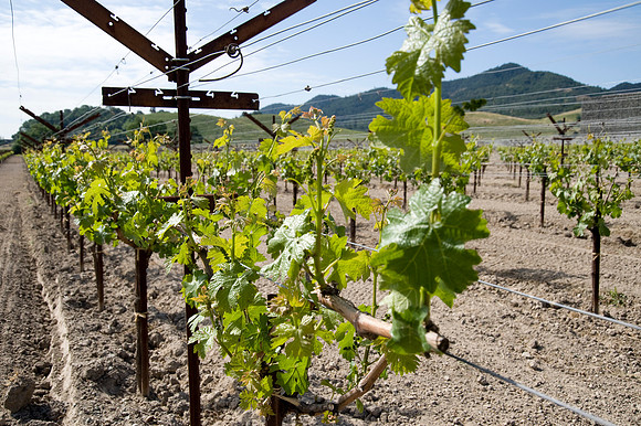 Dominus Estates, Napa