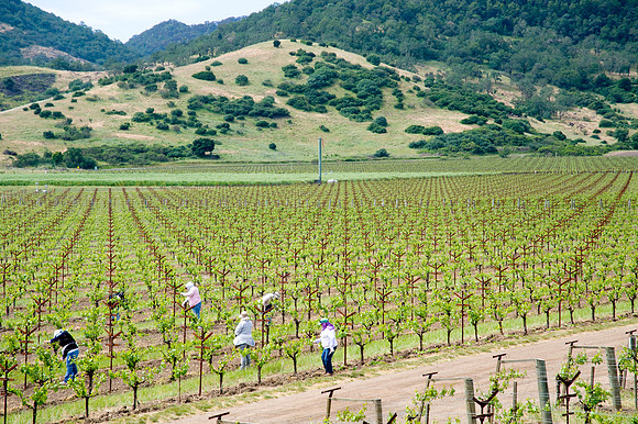 Dominus Estates, Napa