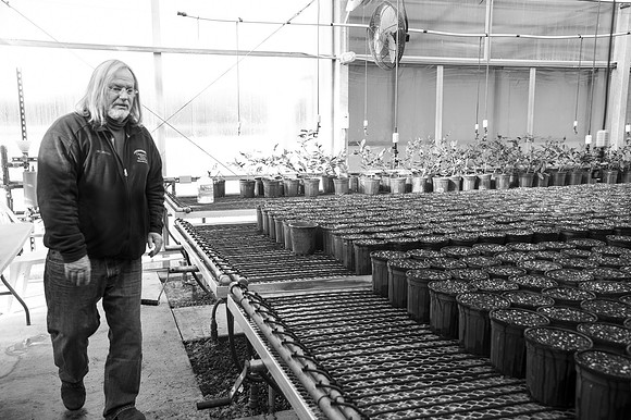 Tea Taster Bill Hall