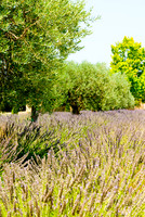 Aix en Provence-lavendar