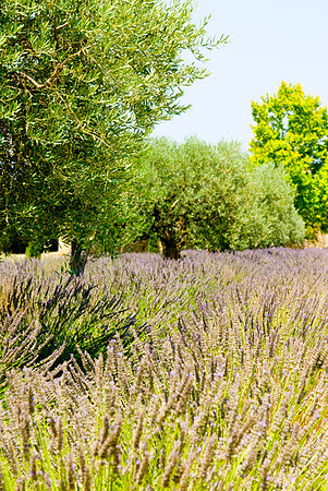 Aix en Provence-lavendar