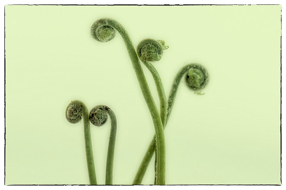 Garden Series 2