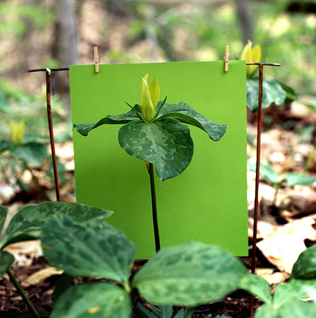 Toad Trillium