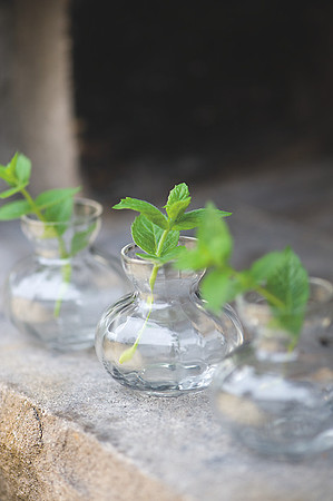 Herbs