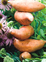 Sweet Potato