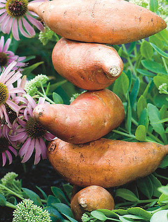 Sweet Potato