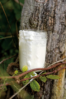 Yogurt