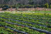 Ambrose Farms