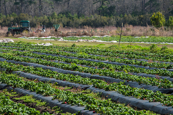 Ambrose Farms