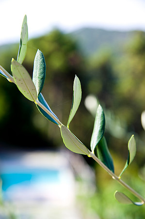 Olive Trees, Italy