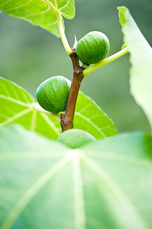 Date Tree, Italy