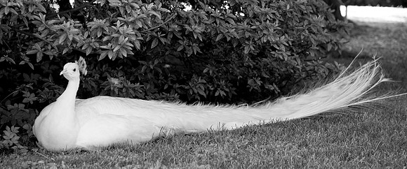 Peacocks at Stresa, Italy