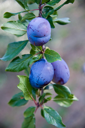 Plums