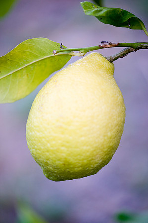 Lemons, Italy